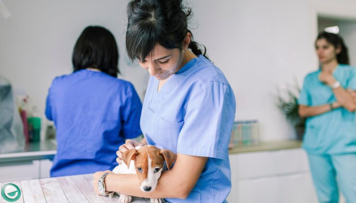 Pet Care-good business in bangalore