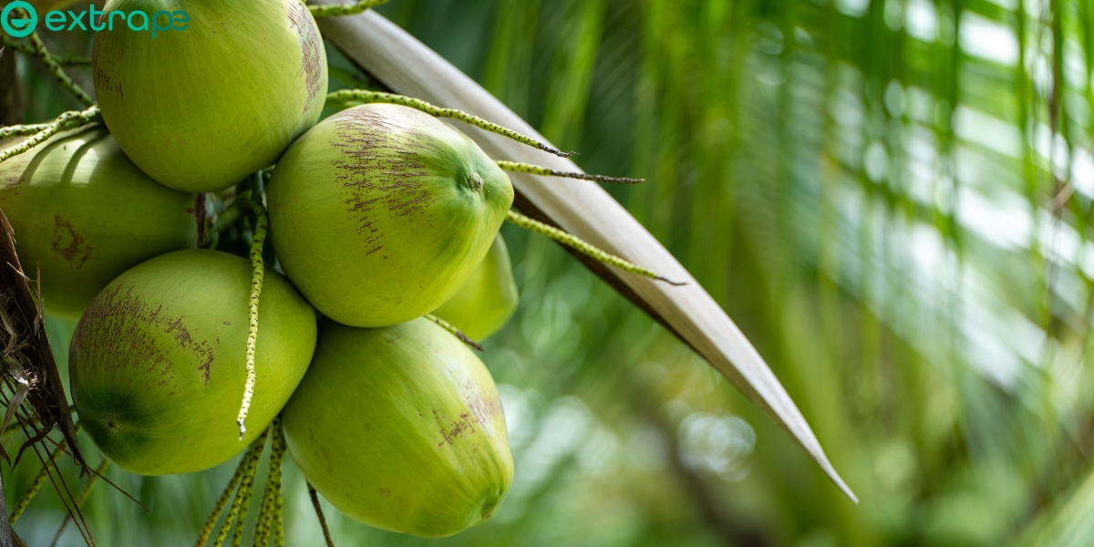 Coconut Business Ideas